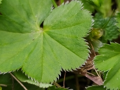 Alchemilla