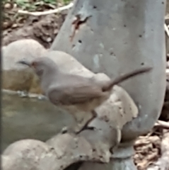 Toxostoma curvirostre