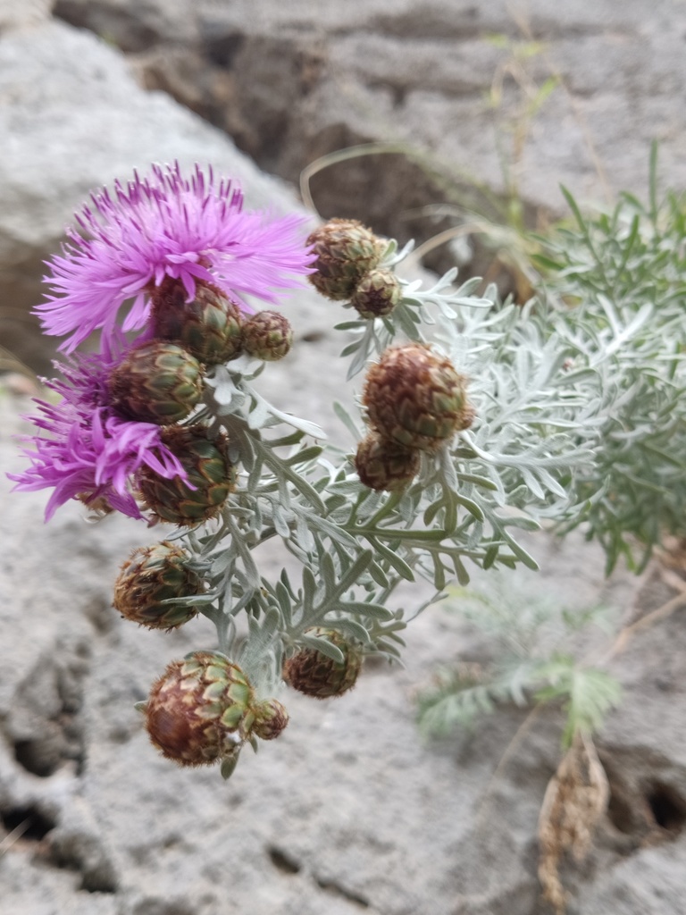 Centaurea busambarensis