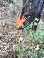 Aquilegia desertorum