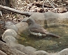 Toxostoma curvirostre