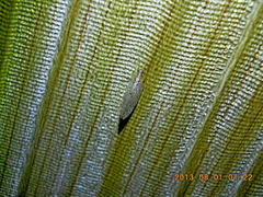 Hemerobius humulinus