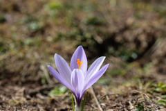 Crocus neapolitanus