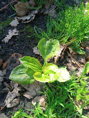 Plantago major