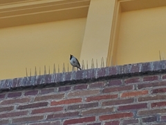 Passer domesticus