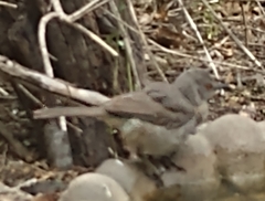 Toxostoma curvirostre