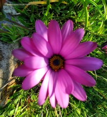 Dimorphotheca jucunda