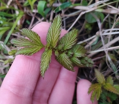 Filipendula ulmaria