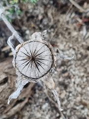 Apatesieae