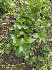 Urtica dioica