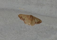 Idaea kendallaria