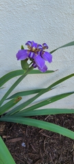 Trimezia coerulea