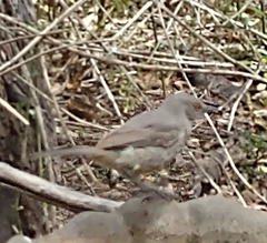 Toxostoma curvirostre
