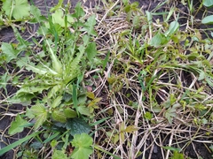 Filipendula ulmaria