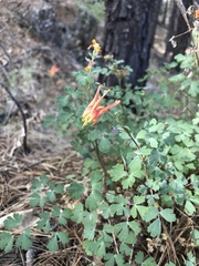 Aquilegia desertorum