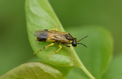 Tenthredo talyshensis