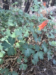 Aquilegia desertorum