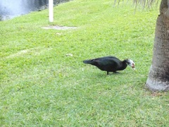 Cairina moschata domestica