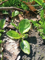 Plantago major