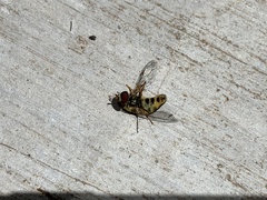 Lapposyrphus