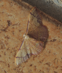 Idaea ostrinaria