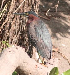Butorides virescens