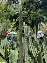 Cereus hildmannianus