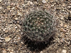 Mammillaria wrightii wrightii