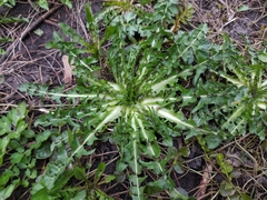 Taraxacum officinale