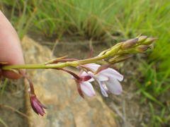 Eulophia zeyheriana
