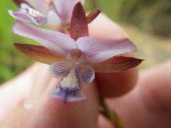 Eulophia zeyheriana