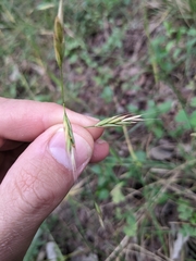 Bromus texensis