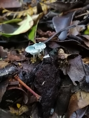 Mycena cyanocephala