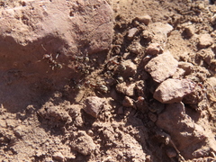 Liometopum apiculatum