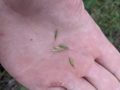 Bromus texensis
