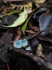 Mycena cyanocephala