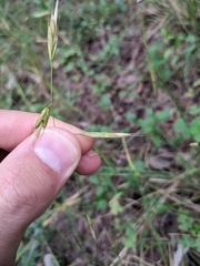 Bromus texensis