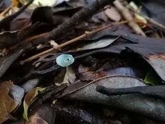 Mycena cyanocephala