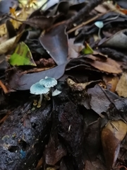 Mycena cyanocephala