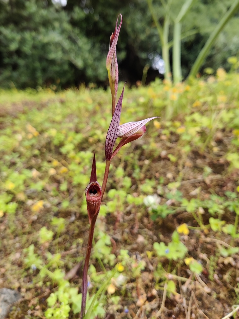 Serapias vomeracea