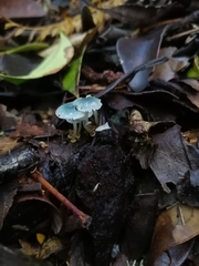 Mycena cyanocephala