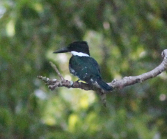 Chloroceryle americana