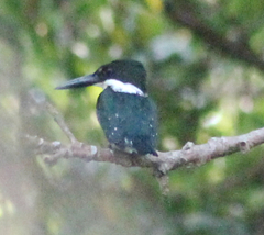 Chloroceryle americana