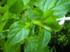 Hypoestes triflora