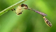 Leptopteromyia americana