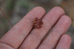 Lichtensteinia lacera