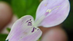Hypoestes triflora