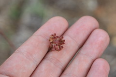 Lichtensteinia lacera