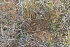 Lichtensteinia lacera