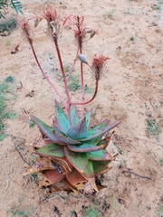 Aloe perfoliata